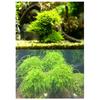 Moss Ball Filter Plastic Half Ball Moss Holder Fish Tank Decorative Ball