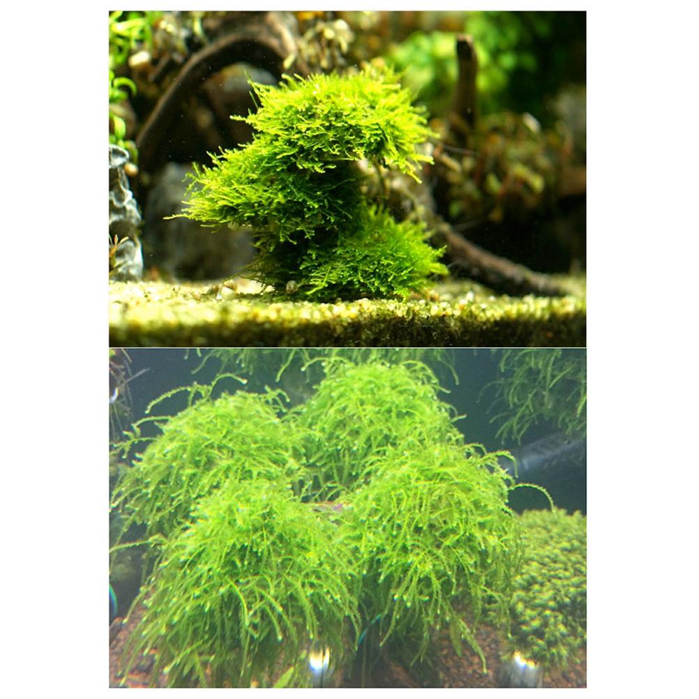 Moss Ball Filter Plastic Half Ball Moss Holder Fish Tank Decorative Ball