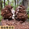 500g Organic Poria Cocos Herbal Tea for Soup Porridge Health