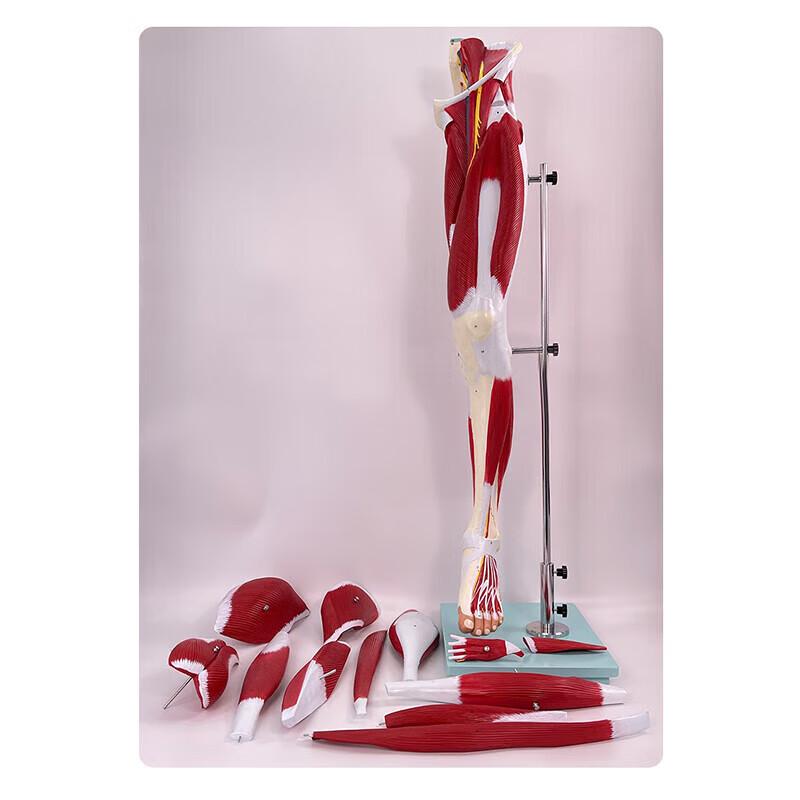 Rui Lv Human Limb Muscle & Nerve Anatomy Model