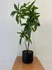 Artificial Pachira Plant In A Pot, Realistic, 60Cm, Beautiful Bush