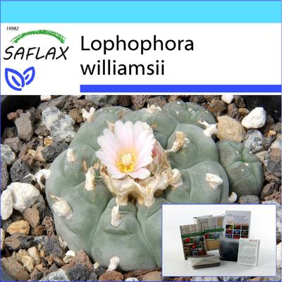 Geschenkset - Peyote - 20 Samen - Mit Geschenkbox, Karte, Etikett und Blumenerde - Lophophora williamsii