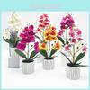 Phalaenopsis Aphrodite Rchb Künstliche Pflanze Für Hochzeits-Heimdekoration Und Fotografie