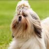 9 Pieces Dog Tiara Crown Hair Clips Pet Crystal Rhinestone Barrette Clips for Dog Puppy Ear Clear Doggie Crown Pet Grooming Hair Accessories for Pet