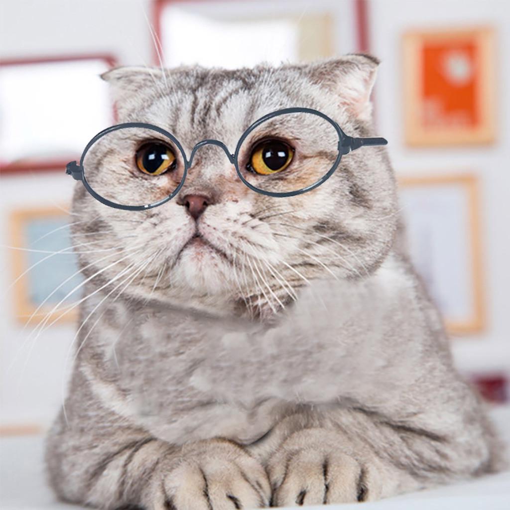 

Милая собака питомец для питомца маленькая собака модные солнцезащитные очки фото реквизит чёрный