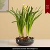 Großer Keramik-Lotus Seerose Hydroponischer Blumentopf ohne Abfluss