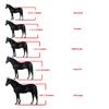 Durability Metal Eye Hook Horse Headgear For Secure Cycling And Training With Rustproofed Stable Bridle Hardware
