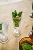 Champagne Glass, Wood Slice Pattern, Arbre, Transparent