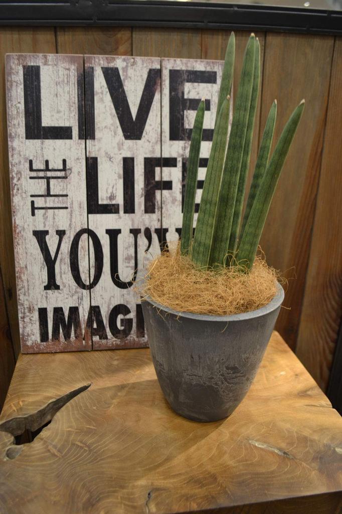 Richell Pot Planter Botany Plain Pot 15 Type Diameter X Height Cm 000645 Dark Gray Pack of 5 15.3 15.1