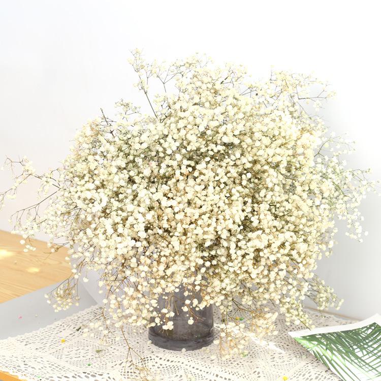Eternal Gypsophila Bouquet: Color-Absorbing Ilocos Flowers for DIY Floral Arrangements and Wedding Decorations