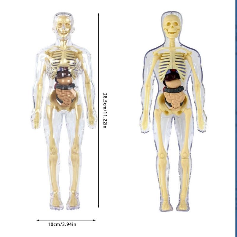 Educational Human Body Anatomy Model Clear Anatomical Human Skeleton Model with Detachable Organs Biology Teaching Tool