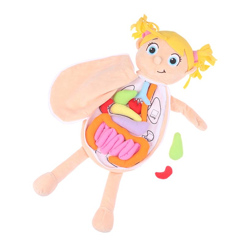 Kinder Montessori Spielzeug 3D Puzzle Menschlicher Körper Anatomie Puppe Körper Organ Lehrmittel Menschlicher Körper Anatomie Plüschtier