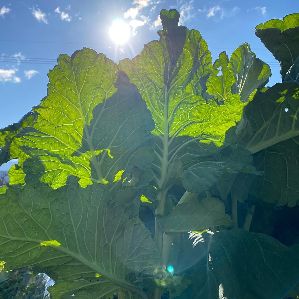 Far red green juice V1 tablets (1250 refill)