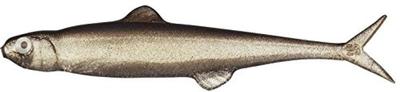 EVERGREEN Minnow Paskutinis Asas 75 7.5cm Trick Shad #57