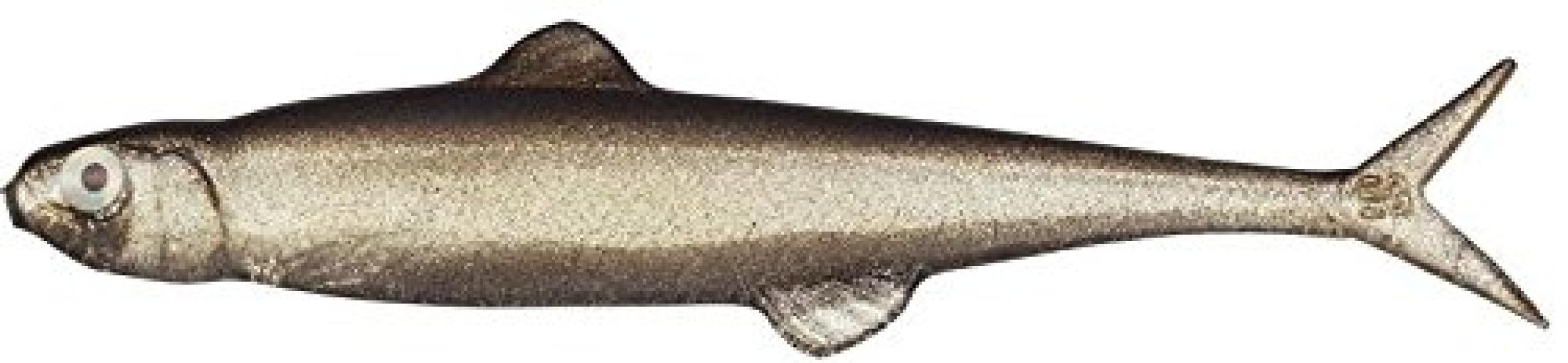 

EVERGREEN Minnow Last Ace 75 7.5cm Trick Shad #57