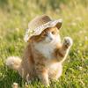 Lace Decor Pet Sun Hat Wide Brim Dog Sun Protection Cap Fashion Pet Straw Hat  Pet Walking