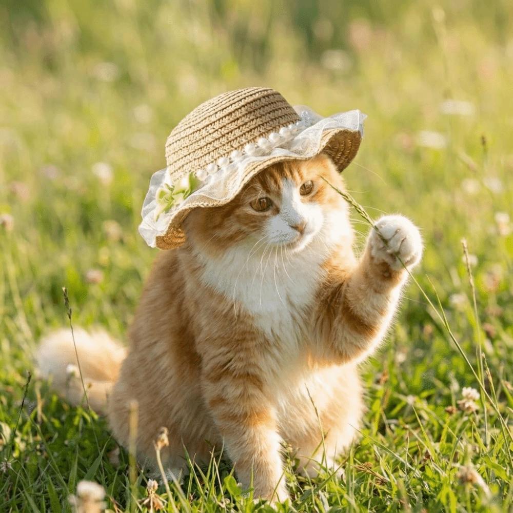 Lace Decor Pet Sun Hat Wide Brim Dog Sun Protection Cap Fashion Pet Straw Hat  Pet Walking