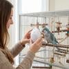 Playback Parrot Teach Talking Interactive Speech Training Machine Bird Repeater  Games Playing