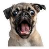 2 Pack 12.5x13cm Funny Pug Vinyl Stickers - Great for Cars, Trucks, Laptops and
