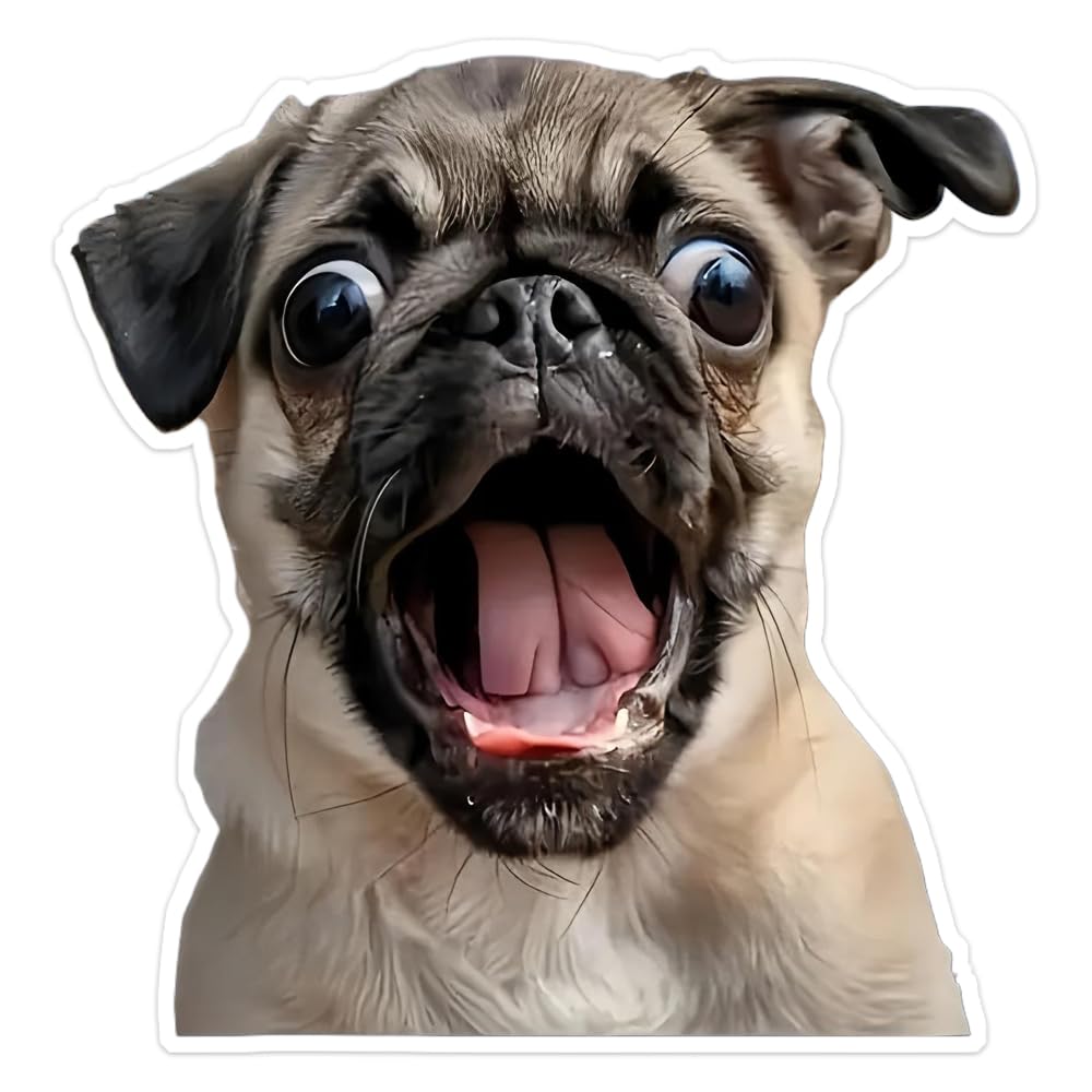 2 Pack 12.5x13cm Funny Pug Vinyl Stickers - Great for Cars, Trucks, Laptops and