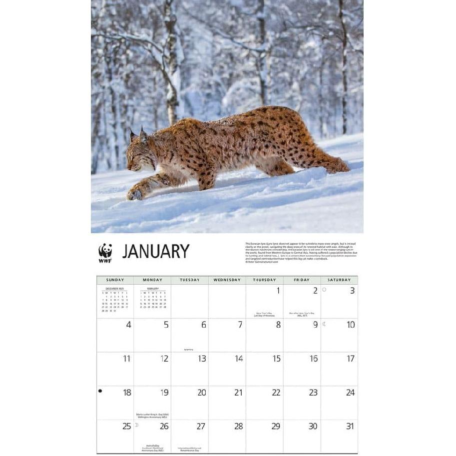 Carousel Calendars, Wild Cats WWF 2026 Wall Calendar, 12'' X 28'', 16-Month Calendar with Stapled Binding