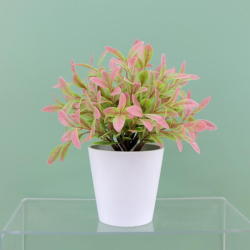 Buxus Sinica Rehd Eucalyptus Robusta Potted Plant Indoor Decor For Home