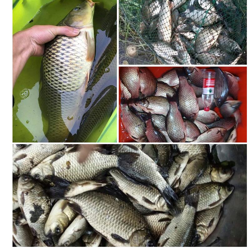 Attrattore ad Alta Intensità per Carpa Nera Pit: Additivo Concentrato "Fondo Puzzolente" per Pesca in Acque Libere