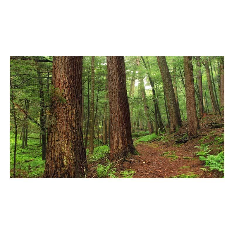 Водопад Живописный Мангровый Лес Пейзаж Холст Настенное Искусство Холст Картины Домашний — фото 12