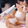 Slicker Brush Hair Remover Brush Pet Needle Comb Cats Accessories Dog Hair Comb Cat Brush Comb