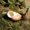 Sea Snail Shell 3CM Natural Exquisite Small Seashell for Fish Tank Decor and DIY Crafts Gift Collection