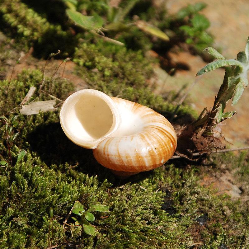 Sea Snail Shell 3CM Natural Exquisite Small Seashell for Fish Tank Decor and DIY Crafts Gift Collection