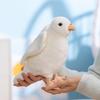 Plush White Pigeon Figurine Soft Toy With Pp Cotton Filling For Kids And Teens