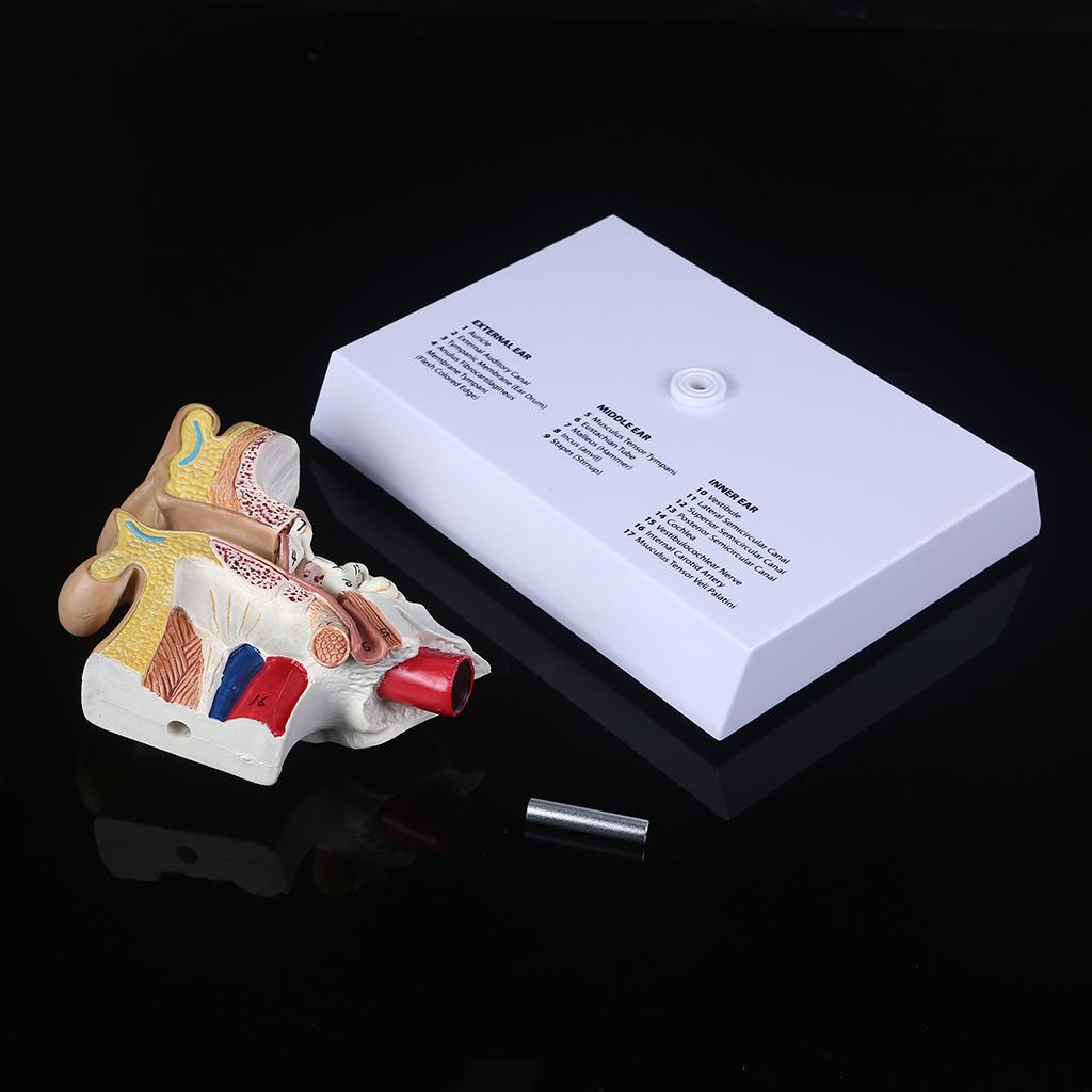 1.5 Times Life Size Human Ear Model Scientific Anatomy Teaching Supplies Tool