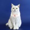 Pet Wedding Pearls Collar Jeweled Necklace Studded Glinting Rhinestones Heart Wedding Costume