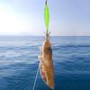 Luminous Fishing Bait Octopus Wood Shrimp Squid Rig Simulation with Squid Hook Fishing Tackle Artificial Jigs Vivid for Fishing