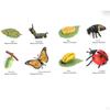 Animal Life Cycle Educational Toys for Science Learning