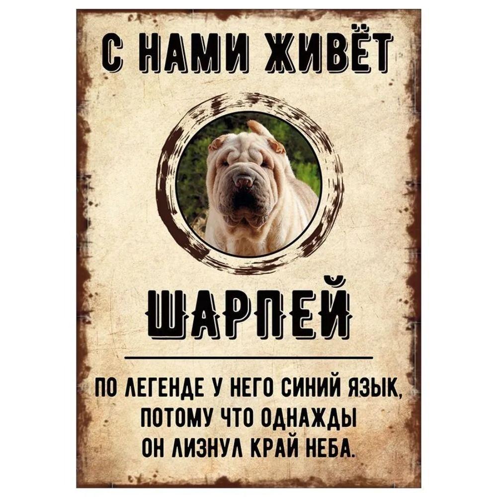 Schild, dekorativ, GEFAHR HUND, Schnauzer lebt bei uns, 20x30cm