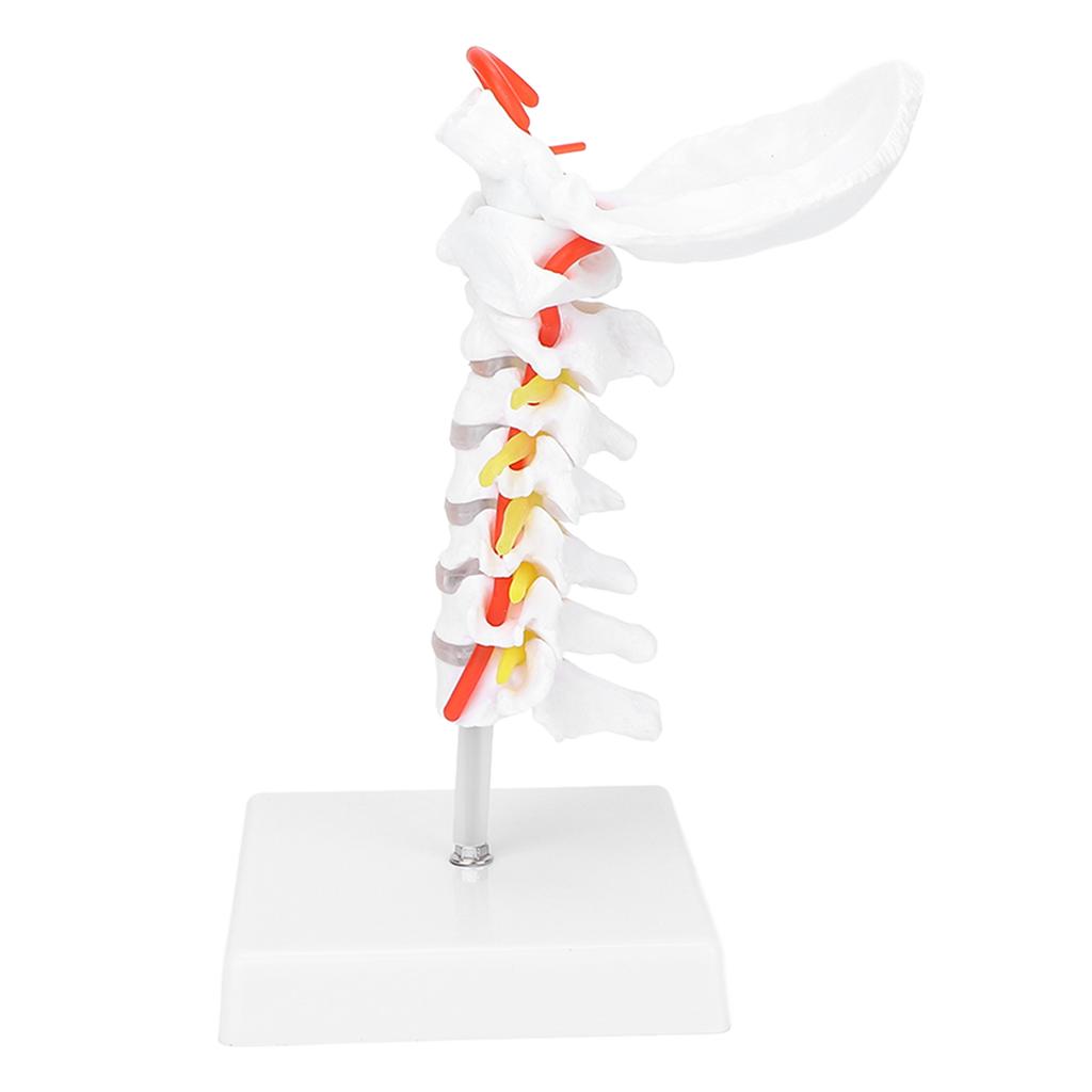 Cervical Vertebra Model Arteria Spine Spinal Nerves Anatomical Model for Science Classroom Study