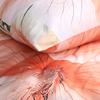 Pillowcase 40x40 cotton satin DIGITAL PRINT large flower background cream color