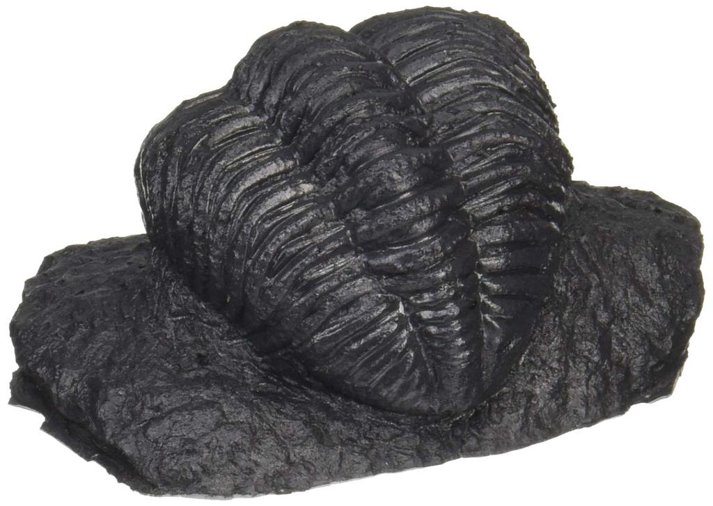 Model Arcydzieło Trylobit Trylobit Skamielina Replika Zestaw Żywiczny MSPMMDIN7036 1/1