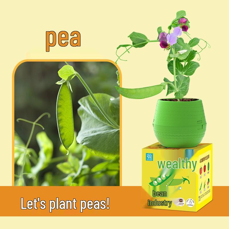 Kids' Chili Planting Pot - Primary School Gardening Kit
