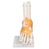 Human Foot Model Anatomical Ankle Skeleton Bones with Ligament 1 To 1 Life Size Mold