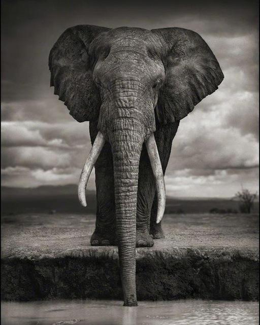 5D DIY Diamantmalerei Voll Quadrat Schwarz Weiß Tiere Diamantstickerei Löwe Tiger Mosaikbild aus Strass Dekor Geschenk