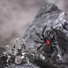 BLINGBAY Women's Gothic Spider Ring Adjustable Open Finger Statement Jewelry with Rhinestones for Halloween Party