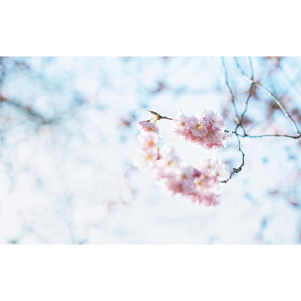 5D DIY Flowers Diamond Painting Rhinestone Landscape Picture Full Diamond Embroidery Mosaic Home Decor Gift Cross Stitch Kit