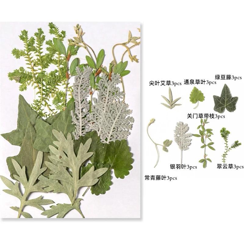 21PCS Set Dried Pressed Plants Leavse for Jewelry Resin Making Natural Green Leaves Flowers Material for DIY Supplies