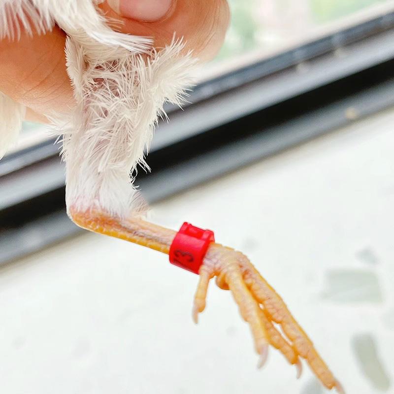 10 ks Kroužky na nohy pro malé papoušky s číslem Vnitřní průměr 2,7 mm 3 mm 4 mm 4,5 mm 5 mm Kroužek na nohu pro ptáky, holuby, křepelky Ptačí potřeby