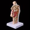 Medical Props Model Free Postage Human Anatomical Nasal Cavity Throat Anatomy Medical Model Teaching Tool