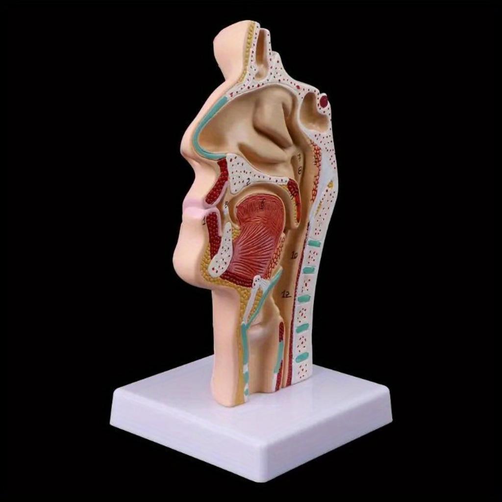 Medical Props Model Free Postage Human Anatomical Nasal Cavity Throat Anatomy Medical Model Teaching Tool