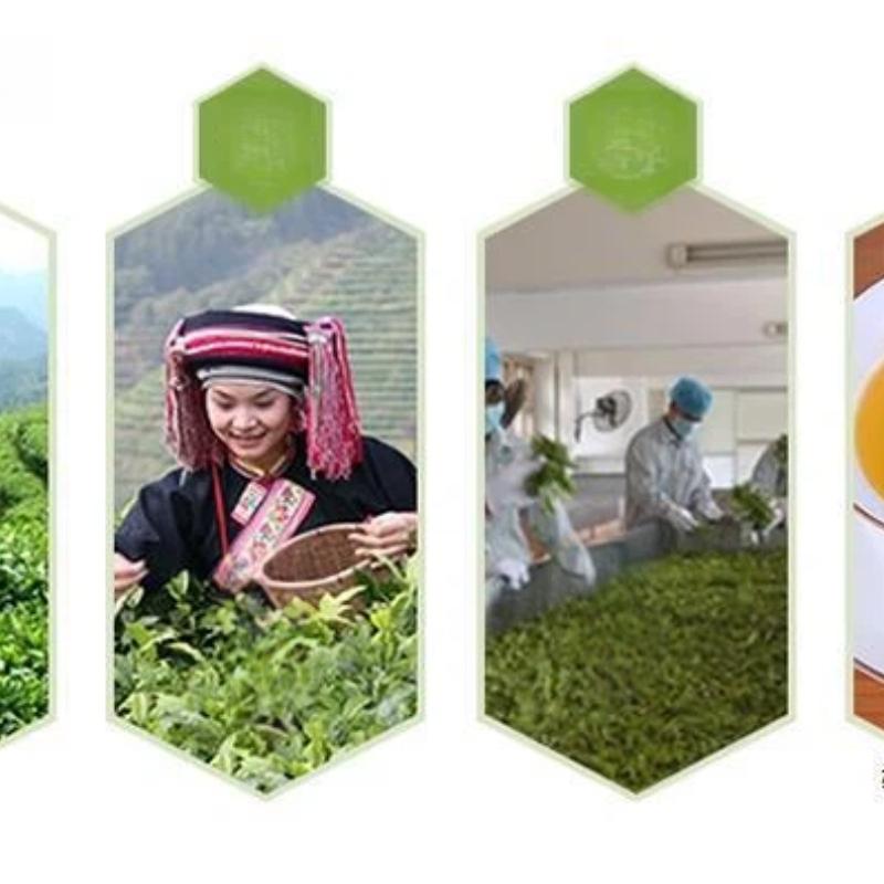 Ginseng Oolong Tea Orchid Noble Tea Ice-Capped Ginseng Tea  